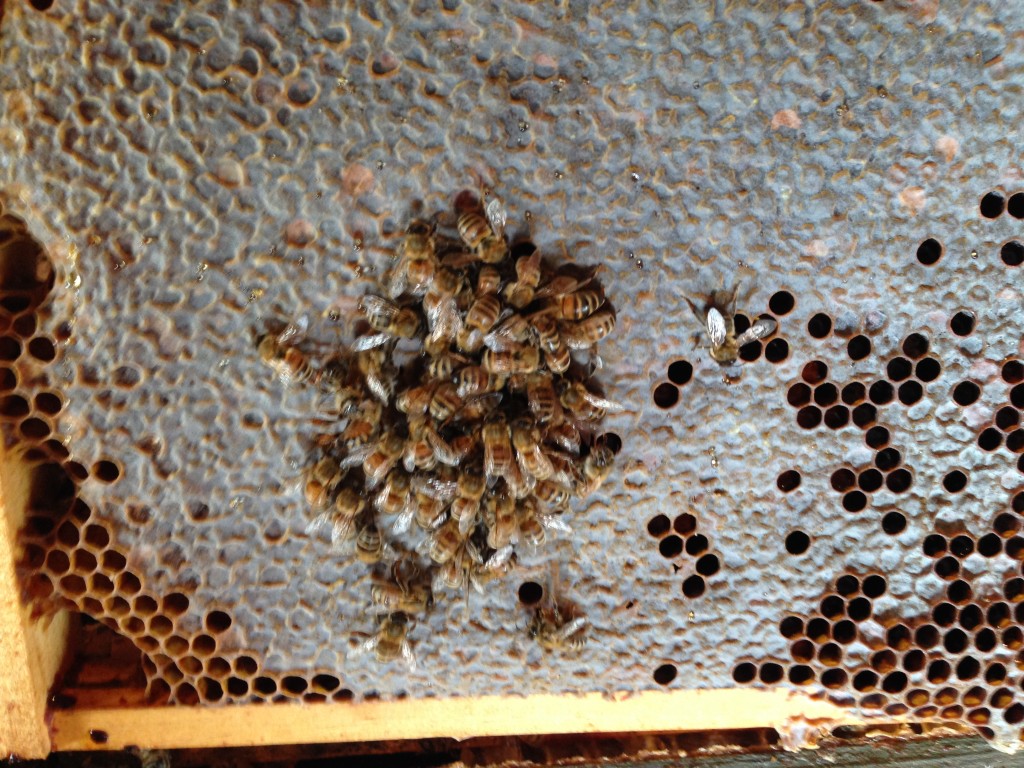 Dealing with mold – Oxford Hills Honey Bee Club